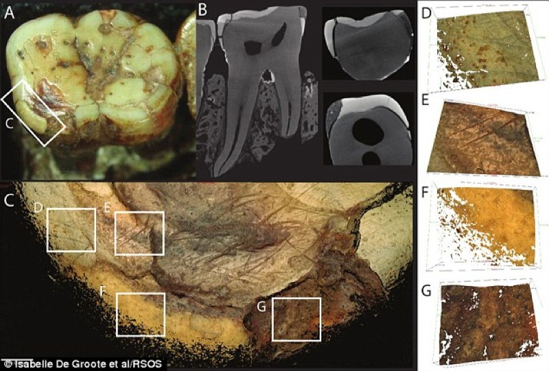 Image: De Groote et al./RSOS
